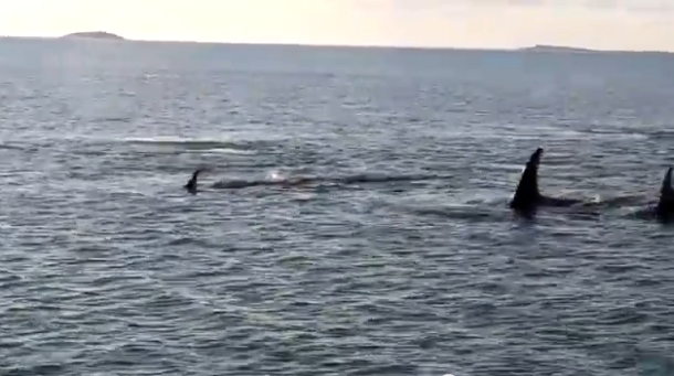 VIDEO: Killer whales in Hervey Bay